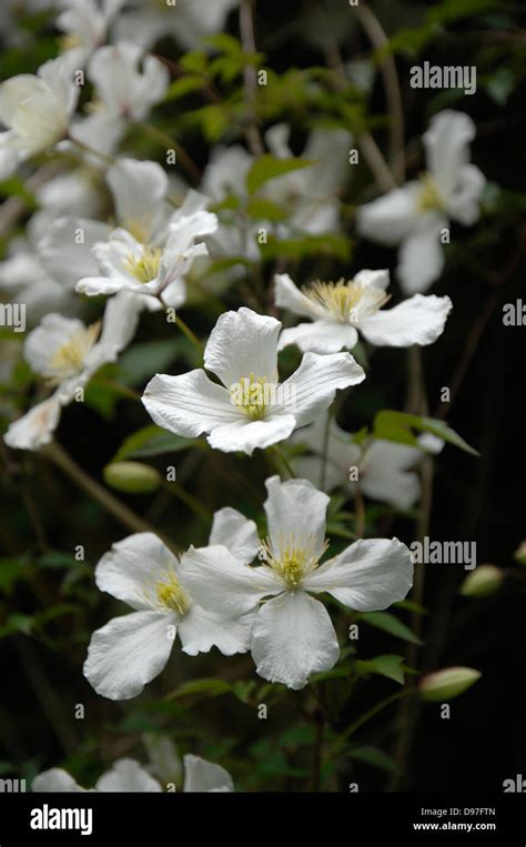 White Clematis Grandiflora Hi Res Stock Photography And Images Alamy