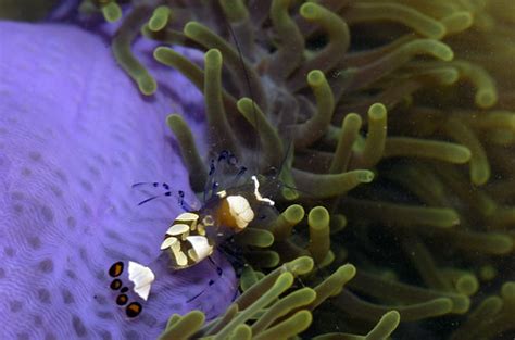 Magnificent Sea Anemone Marine Biodiversity In The Gulf Of Thailand