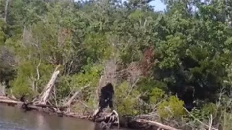 Video The Most Convincing Bigfoot Footage Ever