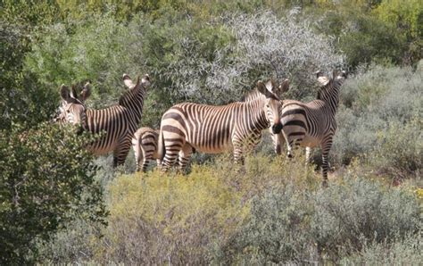 Zebras live in eastern and southern africa. Equus zebra (Mountain zebra)