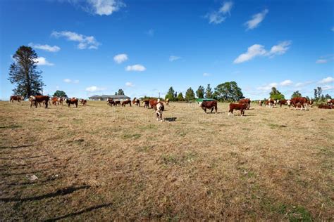 Dairy Cows On Farm New Zealand Stock Photo Image Of Grass Dairy