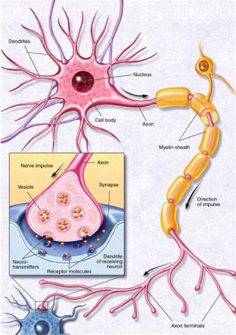 Brain Cell Medical Health And Disease Pictures And Images Anatomy And