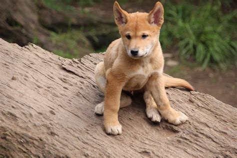 Here Is A Picture Of A Cute Dingo Puppy I Took This Picture In The