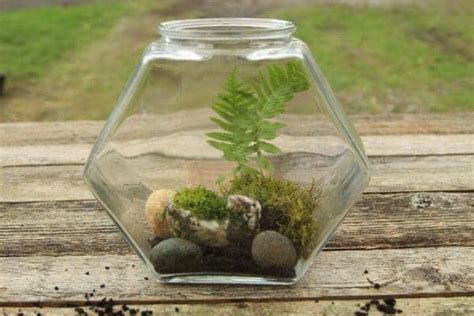 Beautiful Diy Terrarium In 3 Easy Steps No Care For 3 Months A