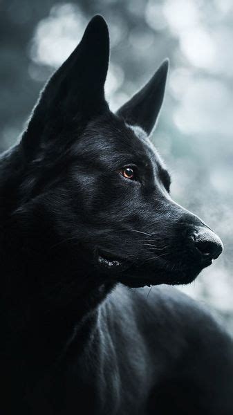 Black Dogs Black Dogs Breeds Black Dogs Aesthetic Black Dogs With