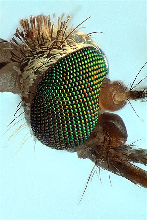Mosquito Head 16x Macro Photography Insects Microscopic Photography