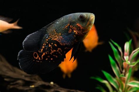 17 Best Freshwater Aquarium Fish Most Popular Listed