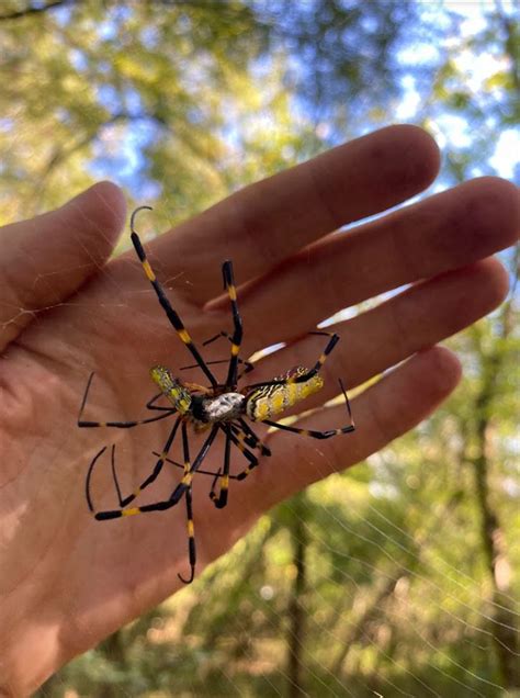 Palm Sized Spiders Set To Invade Us But Are Friendly Scientists Say