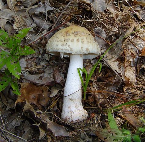 Amanita Rubescens At Indiana Mushrooms