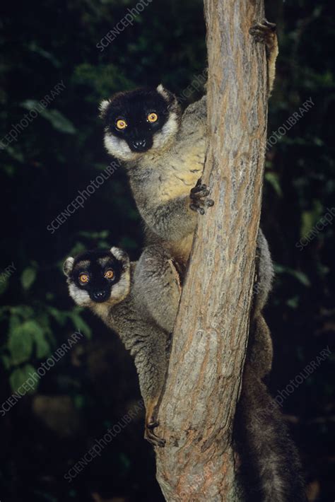 Collared Brown Lemurs Stock Image Z9060066 Science Photo Library