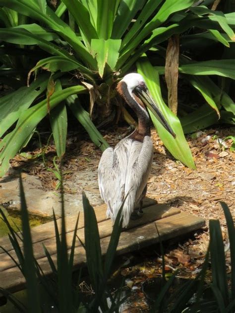 Birds At The Alligator Farm We St Augustine Florida Spotted