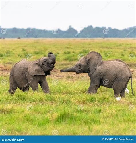 Two Young Elephants Playing Together Stock Photo Image Of Natural