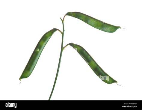Lathyrus Sweet Pea Seeds Stock Photo Alamy