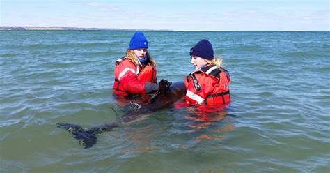 Marine Mammal Rescue