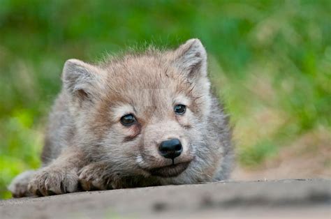 Arctic Wolf Pup By Michaelsphotography On Deviantart