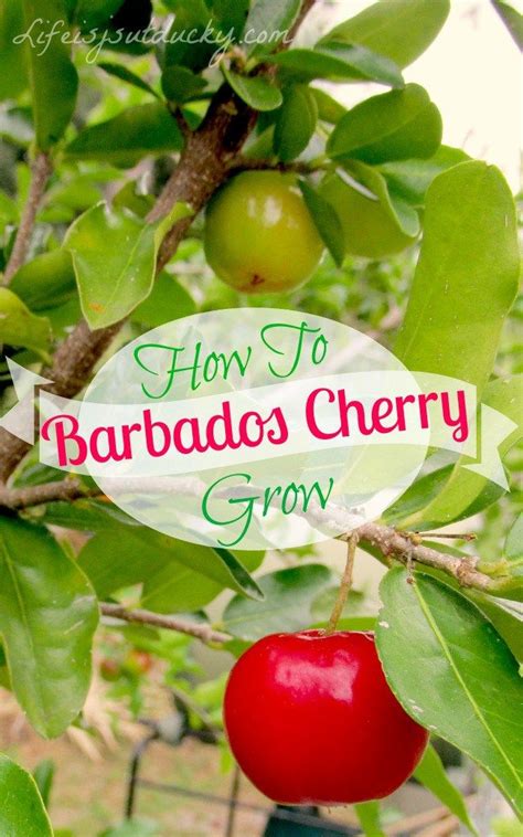 How To Grow Barbados Cherry Acerola Cherry Edible Landscaping Fruit