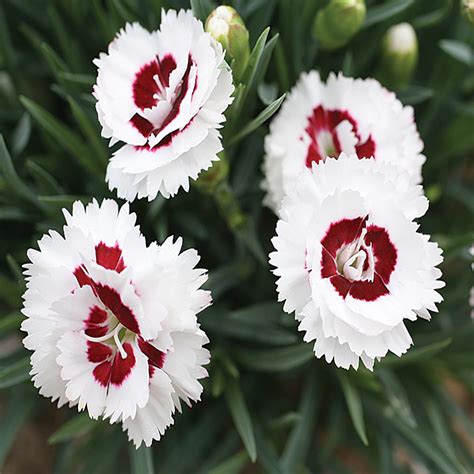 First, the card has a rewards program—offering 5% off everyday purchases. 2.5 Qt. Scent First Coconut Surprise White and Red Dianthus Plant-17609 - The Home Depot