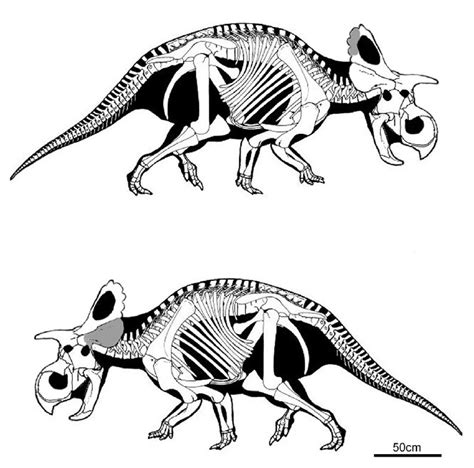 Species New To Science Paleontology 2018 Crittendenceratops