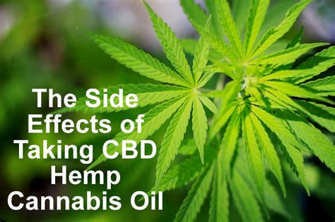The Side Effects Of Taking Cbd Hemp Cannabis Oil How To Use Ecig