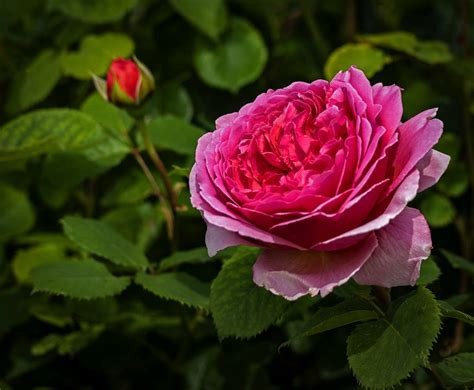 A Rose Full Blown Frodsham And District Photographic Society