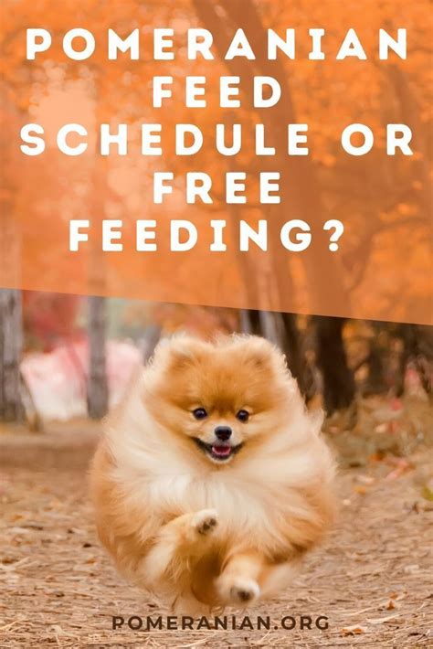 When it comes to feeding puppies, what you feed and when varies based on the puppy's exact age. Pomeranian Puppy Feeding Schedule