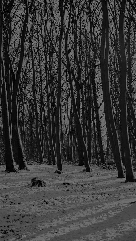 Dark Winter Forest Wallpapers Top Free Dark Winter Forest Backgrounds