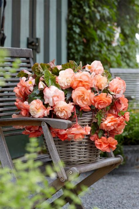 They are started from tubers, which many refer to as bulbs, and should be planted in early spring. Begonias and How to Care for Them | HGTV
