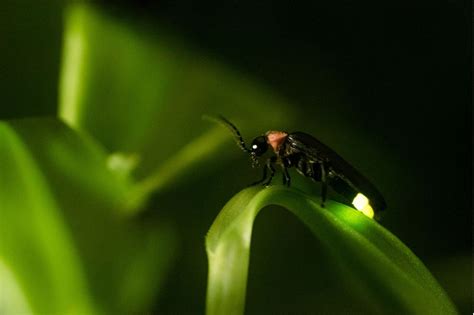 West Virginia Dnr Asking The Public To Help Track Lightning Bugs