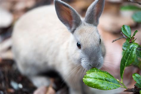 Rabbit Proof Plants Plants Rabbits Wont Eat