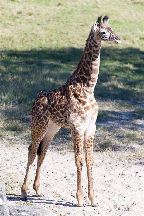 Baby Giraffe Three And A Half Month Old Baby Giraffe Born Flickr