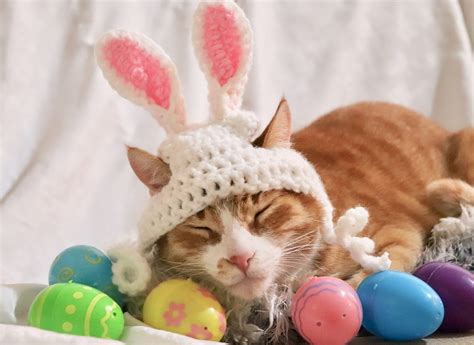 Hasenohren Für Katzen Ostern Bunny Kostüm Für Katzen Ostern Etsy