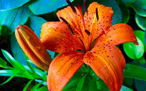 Orange Lily Wallpapers Wallpaper Cave