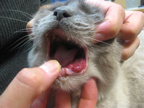 Oral Squamous Cell Carcinoma Cat