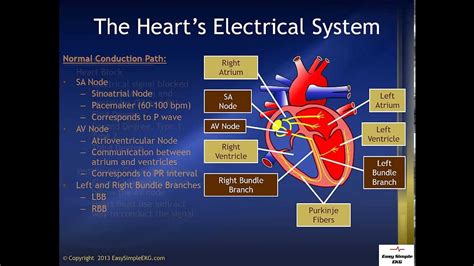 The Hearts Electrical System Youtube