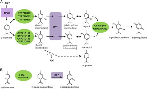 The Biosynthesis Of Thymol Carvacrol And Thymohydroquinone In