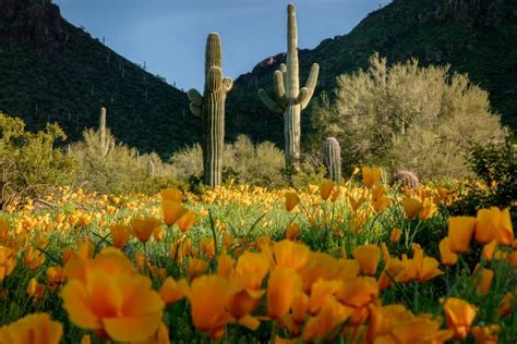 Defying The Drought Wildflower Resilience In Desert Ecosystems Petal