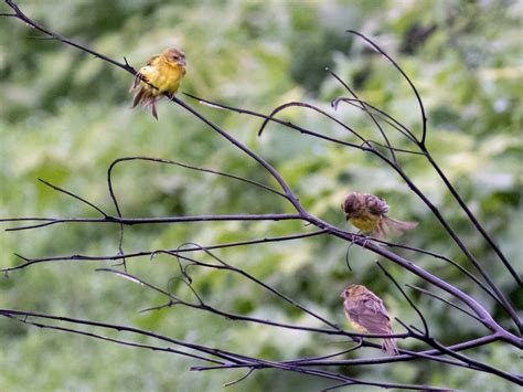 Maybe you would like to learn more about one of these? Grassland Yellow-Finch - eBird