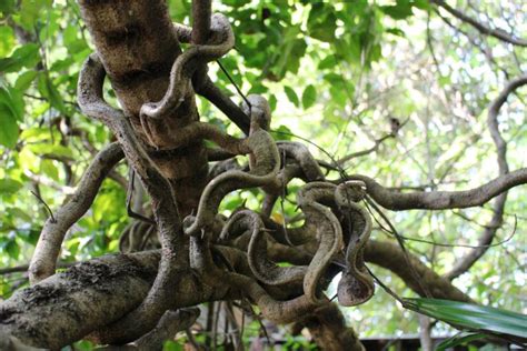 Tangled Rainforest Vines Free Stock Photo By Ian L On