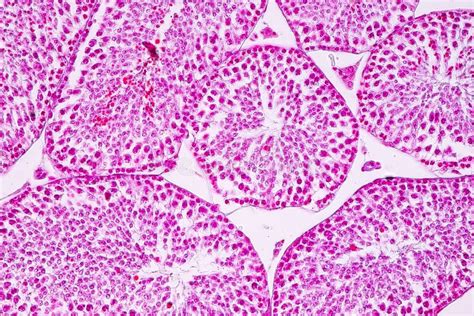 Section Of Testis Tissue Under The Microscope Stock Image Image Of Eukaryotic Pattern