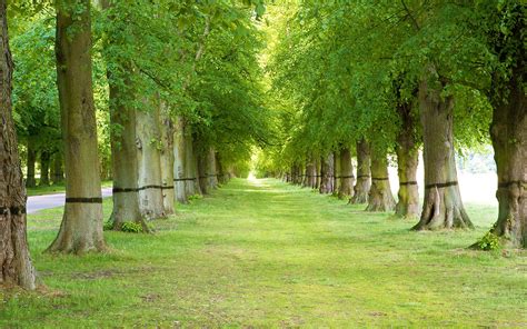 Desktop Backgrounds Trees - Wallpaper Cave