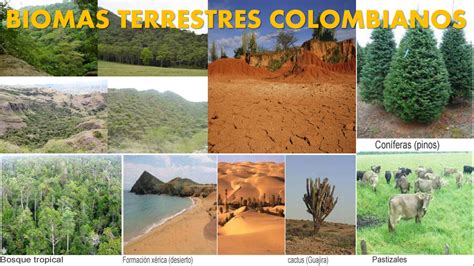 Protege Tu Entorno Ecosistemas O Biomas Colombianos Grado The Best