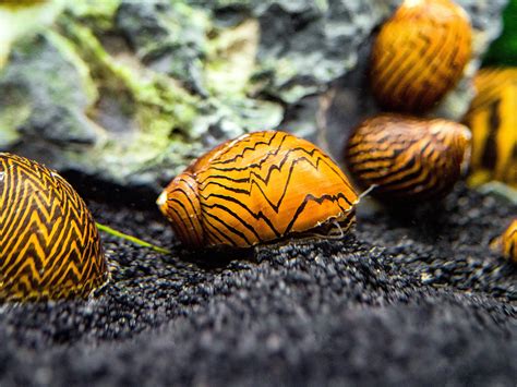 Aquatic Arts 3 Lightning Bolt Nerite Snails Nano Tank Snail Safe