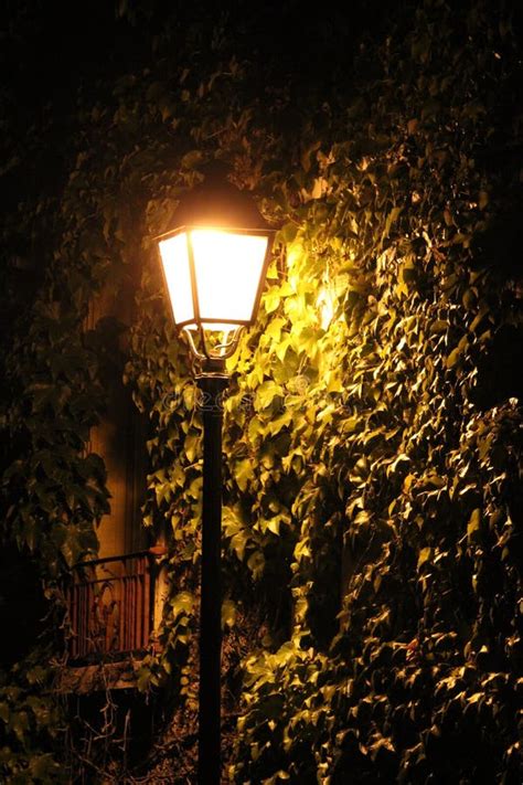 Illuminated Street Lamp In The Night Stock Photo Image Of Summer