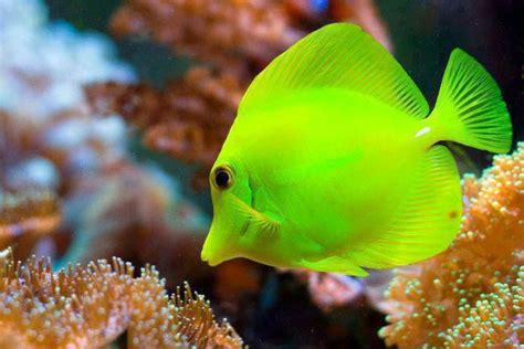 Beautiful Neon Green Colorful Fish Beautiful Fish Unique Animals