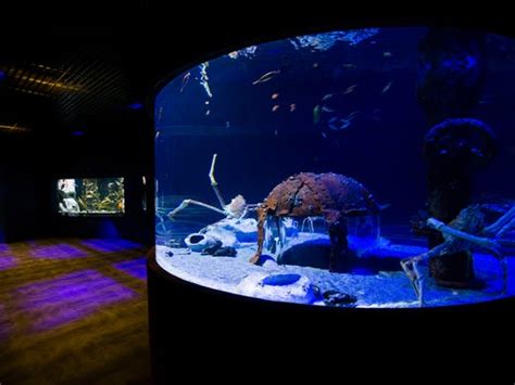 Wonders Of Wildlife Aquarium And Museum Debuts This Week