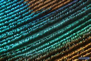 Closeup of a peacock feather [OC] [2000x1333] : MacroPorn | Peacock feather, Feather, Peacock