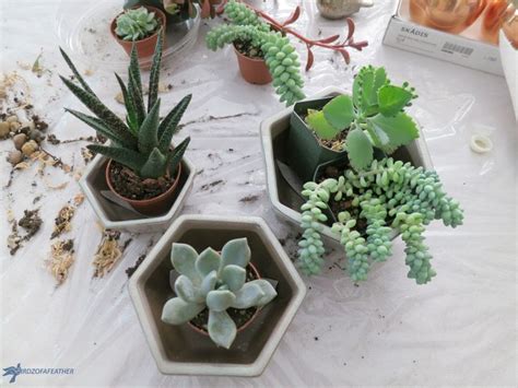 Succulent Display From Thrift Store Finds Birdz Of A Feather