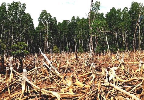 Deforestation In Madagascar Human Environment Interaction In Madagascar