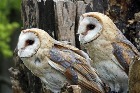 There is also a big difference in looks. What Male Owls Want: Big Spots