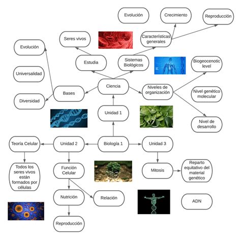 Top 39 Imagen Mapa Mental Biologia Viaterra Mx Vrogue Co